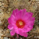 Echinocereus brandegeei JL1078 yellow sp. BC, Mexico JLcoll.1163.JPG